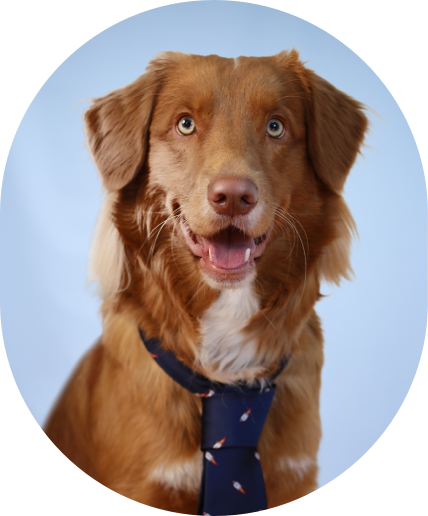 profile photo of dave the dog
